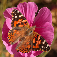 Painted Lady