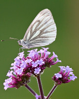 Green Veined White