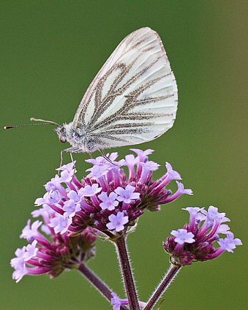 Green Veined White