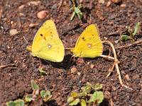 Clouded Yellow