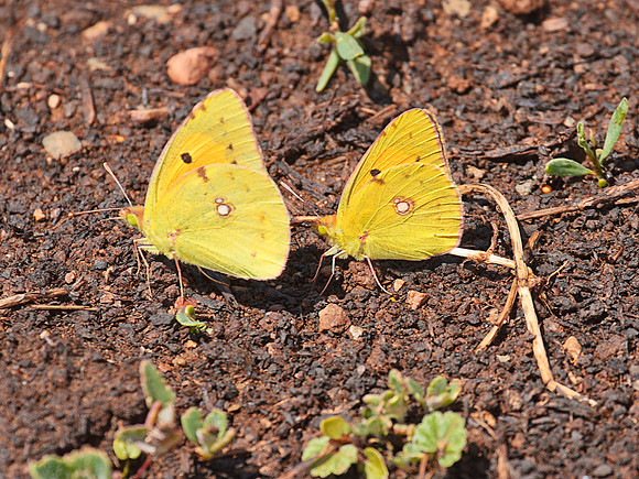 Clouded Yellow