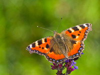 Small Tortoiseshell