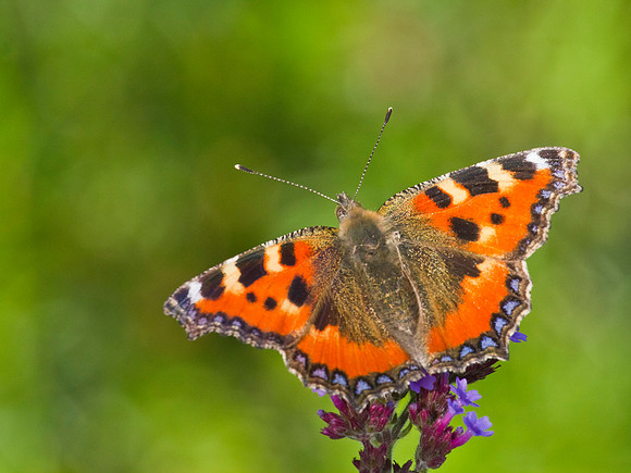 Small Tortoiseshell