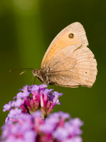 Meadow Brown
