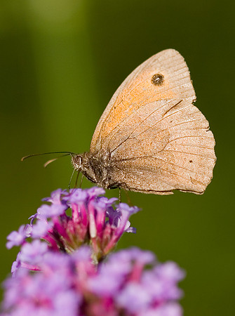 Meadow Brown