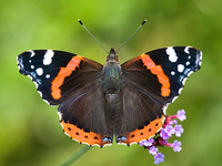 Red Admiral