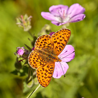 Pearl Bordered Fritillary (1)