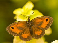 Gatekeeper (1)