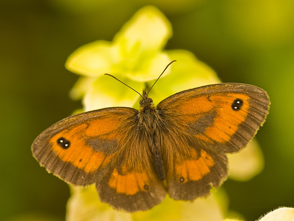 Gatekeeper (1)