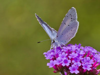 Holly Blue