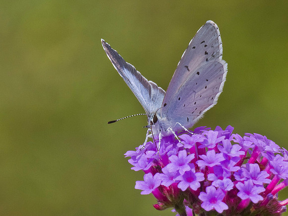 Holly Blue