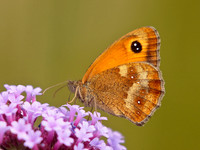 Gatekeeper (2)