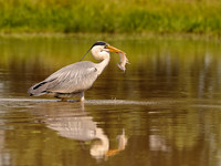 Grey Heron with Fish