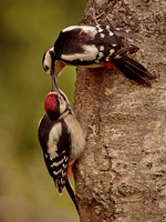 Great Spotted Woodpecker feeding youung