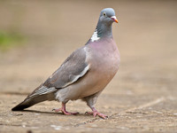 Wood Pigeon
