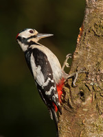 Birds of the British Countryside