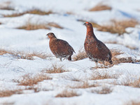 Red Grouse - male and female