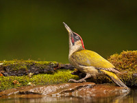 Green Woodpecker