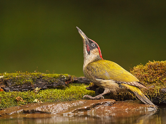 Green Woodpecker