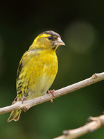 Siskin
