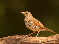 Song Thrush