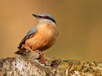 Nuthatch (looking back)