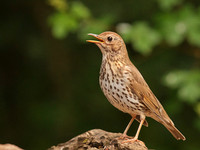Song Thrush (singing)