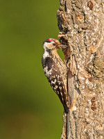 Lesser Spotted Woodpecker - male
