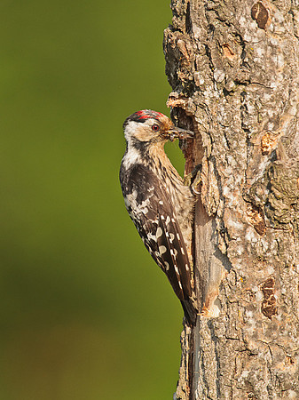 Lesser Spotted Woodpecker - male
