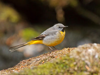 Grey Wagtail