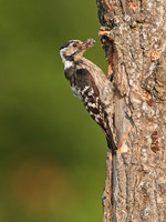 Lesser Spotted Woodpecker -female