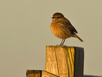 Stonechat - female
