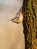 Nuthatch (2)