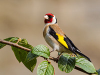 Garden Birds