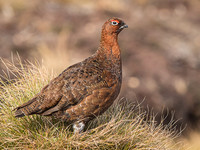 Red Grouse