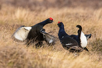 Black Grouse stand-off