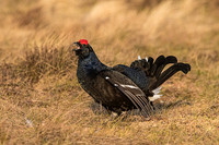 Black Grouse calling