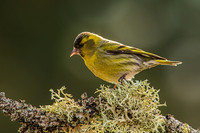 Siskin