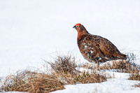 Red Grouse in snow