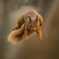 Squirrels