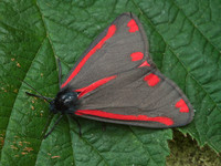 Moths