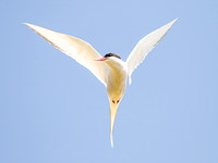 Sea and Shore Birds