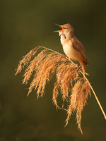European Birds