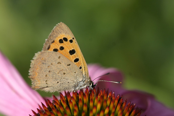 Small Copper