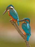 Birds of Inland Water