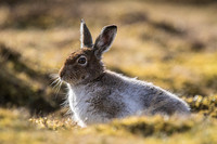 Hares. Rabbits